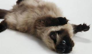 喜马拉雅猫 喜马拉雅猫